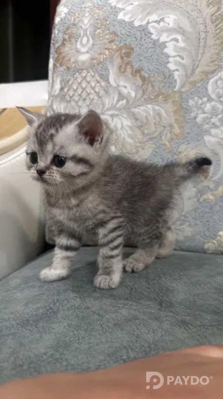 Британии кутоҳмӯй • 2 моҳ