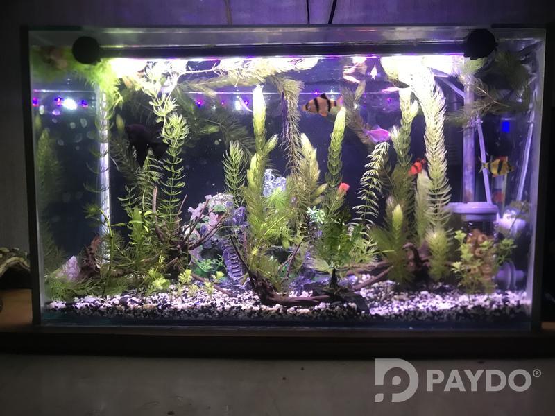 Fish