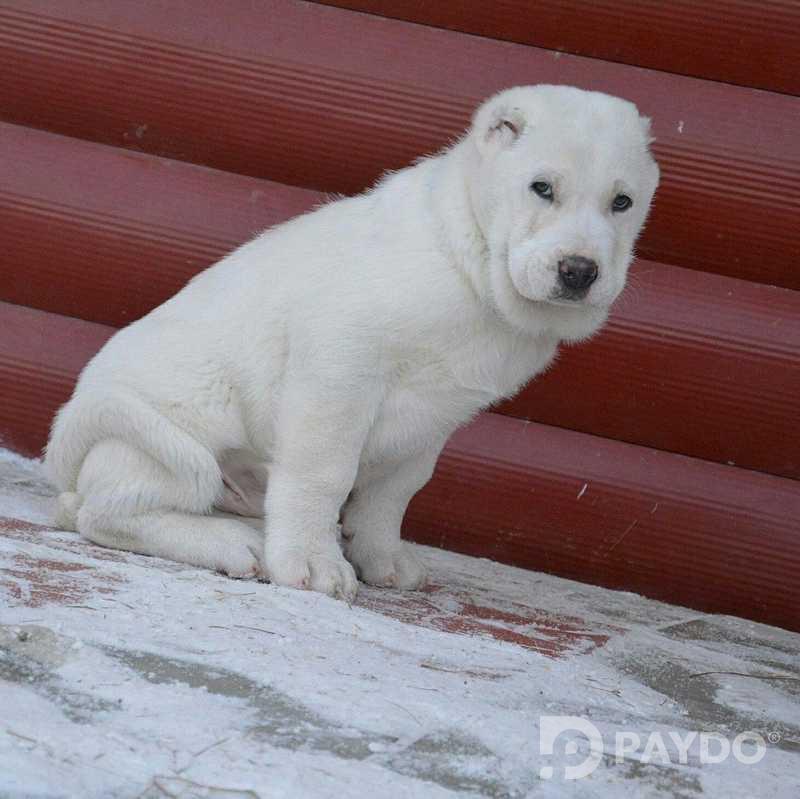 Щенки Алабай