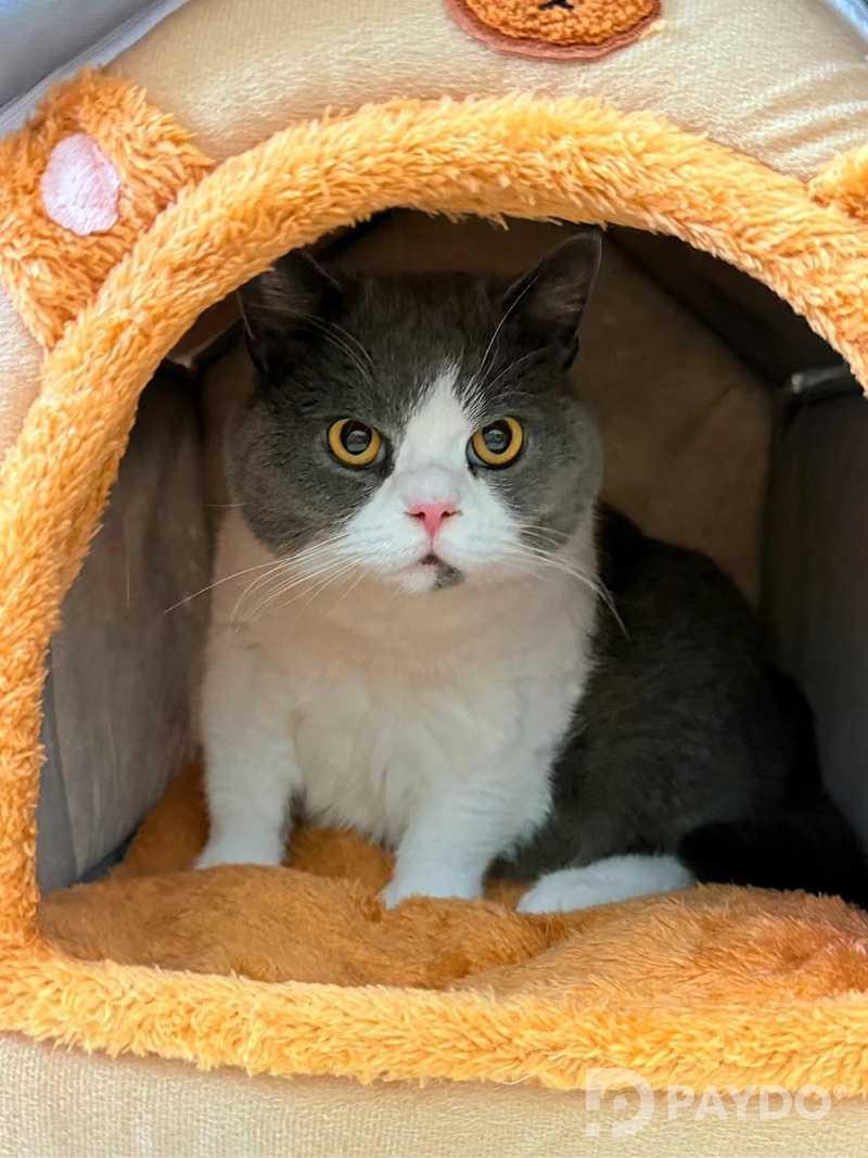 Лежанка для кошек и собак