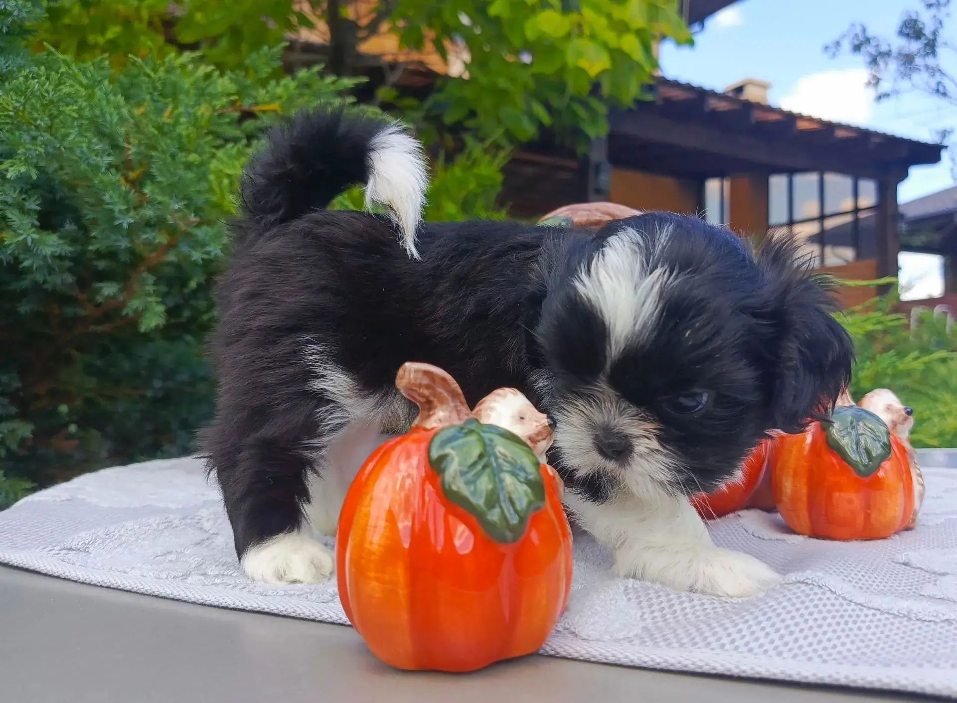 🐕 Клубные щенки ши-тцу с документами РКФ