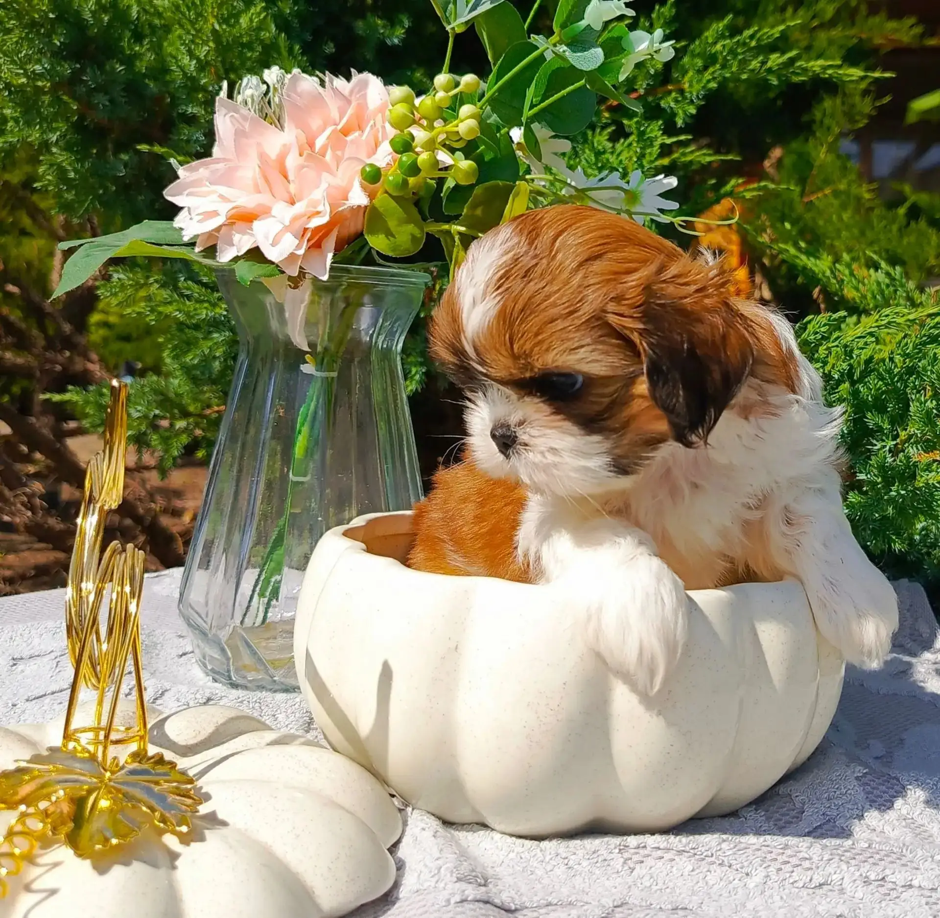 🐕 Клубные щенки ши-тцу с документами РКФ