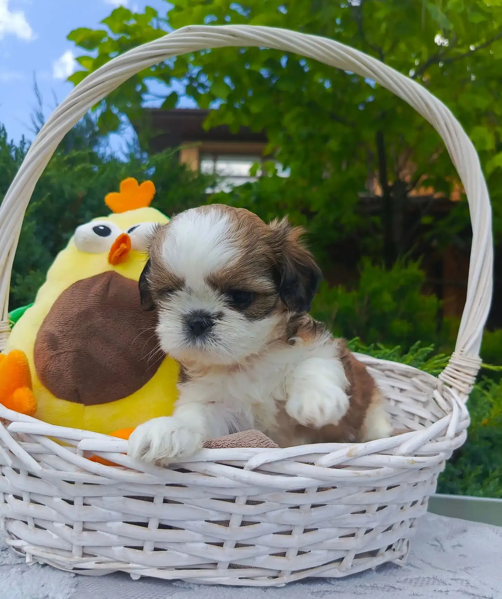 🐕 Клубные щенки ши-тцу с документами РКФ