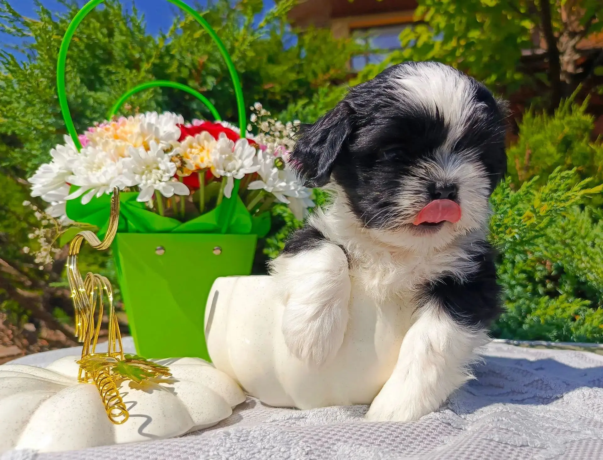 🐕 Клубные щенки ши-тцу с документами РКФ