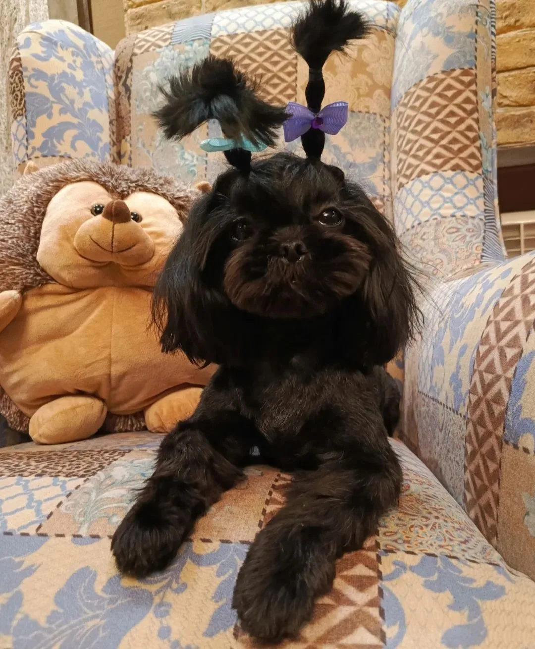 🐕 Клубные щенки ши-тцу с документами РКФ
