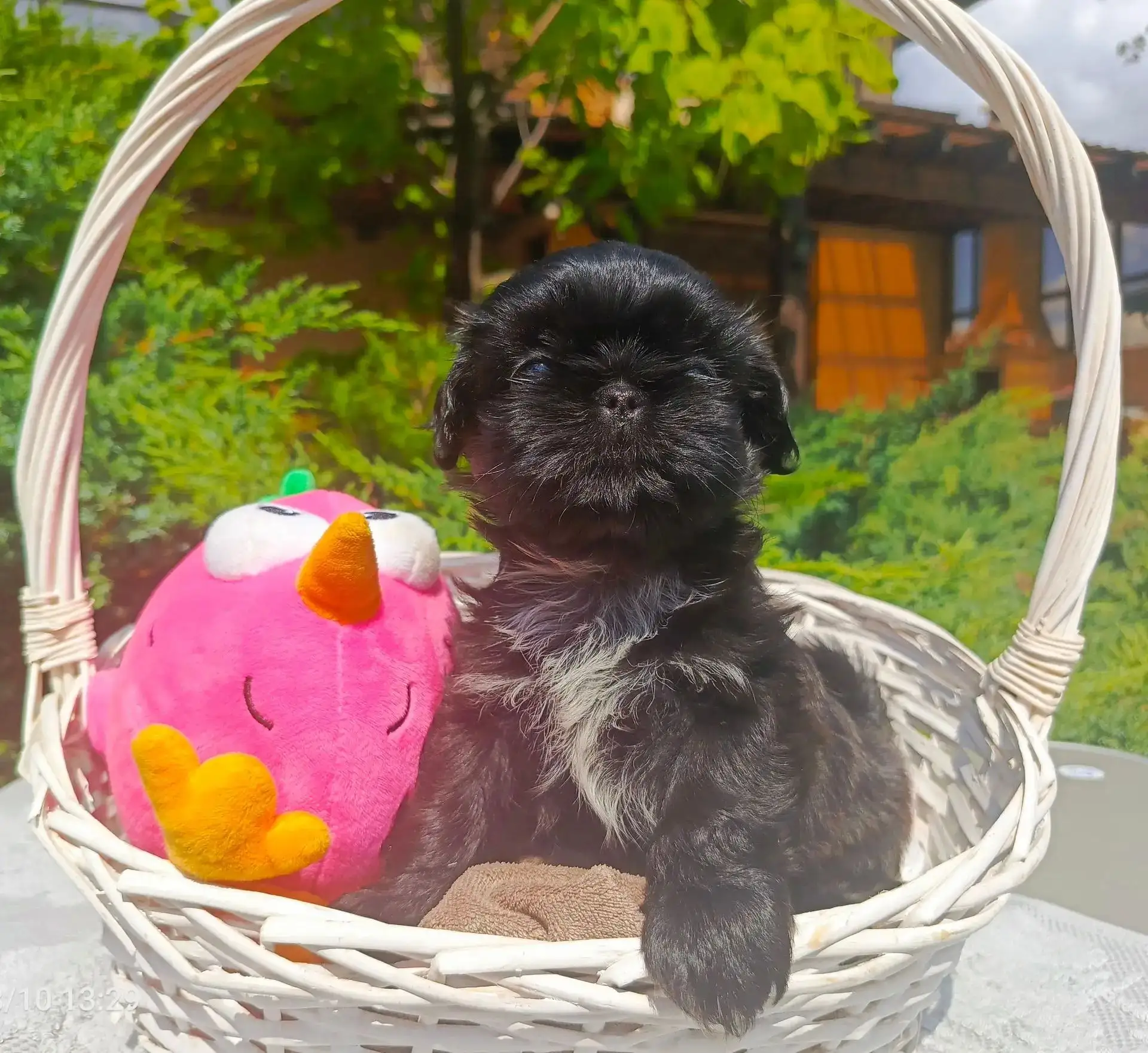🐕 Клубные щенки ши-тцу с документами РКФ