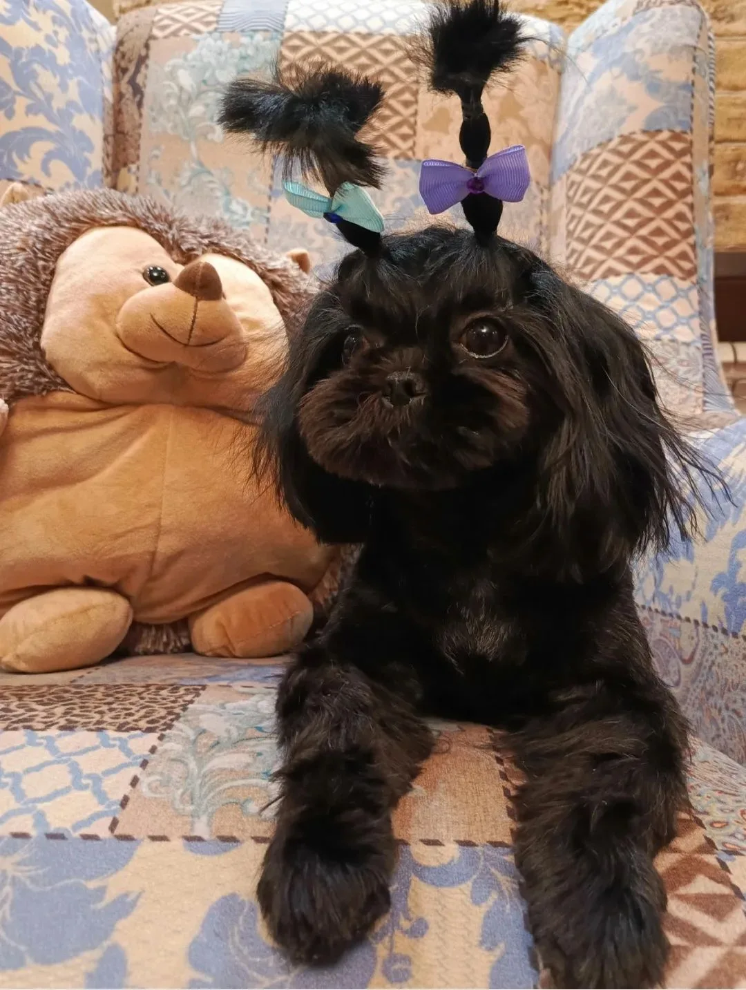 🐕 Клубные щенки ши-тцу с документами РКФ