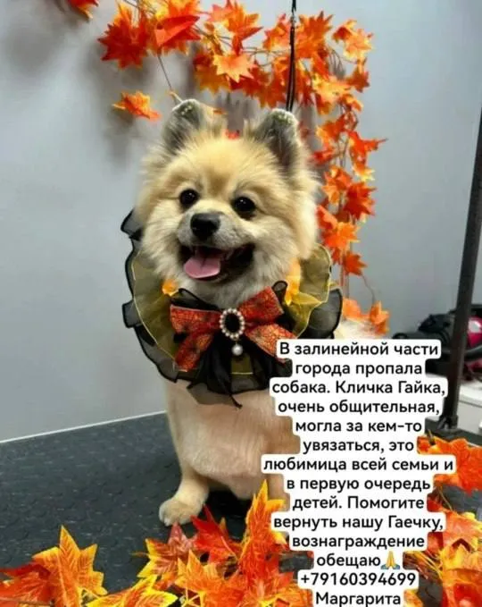 Пропала собака, шпиц — город Раменское — фото для опознания, база потерянных питомцев Pathfinder