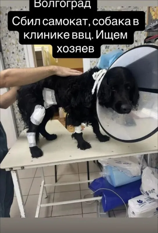 Найдена собака, спаниель в Волгограде — фото для опознания, база потерянных питомцев Pathfinder