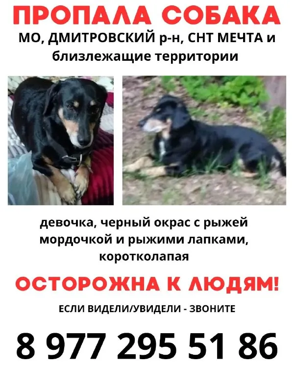 Пропала собака, такса — город Московская область — фото для опознания, база потерянных питомцев Pathfinder