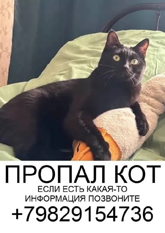 Пропала кошка в Москве — фото для опознания, база потерянных питомцев Pathfinder