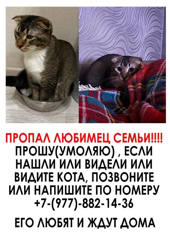 Пропала кошка — город Очаково-Матвеевское — фото для опознания, база потерянных питомцев Pathfinder