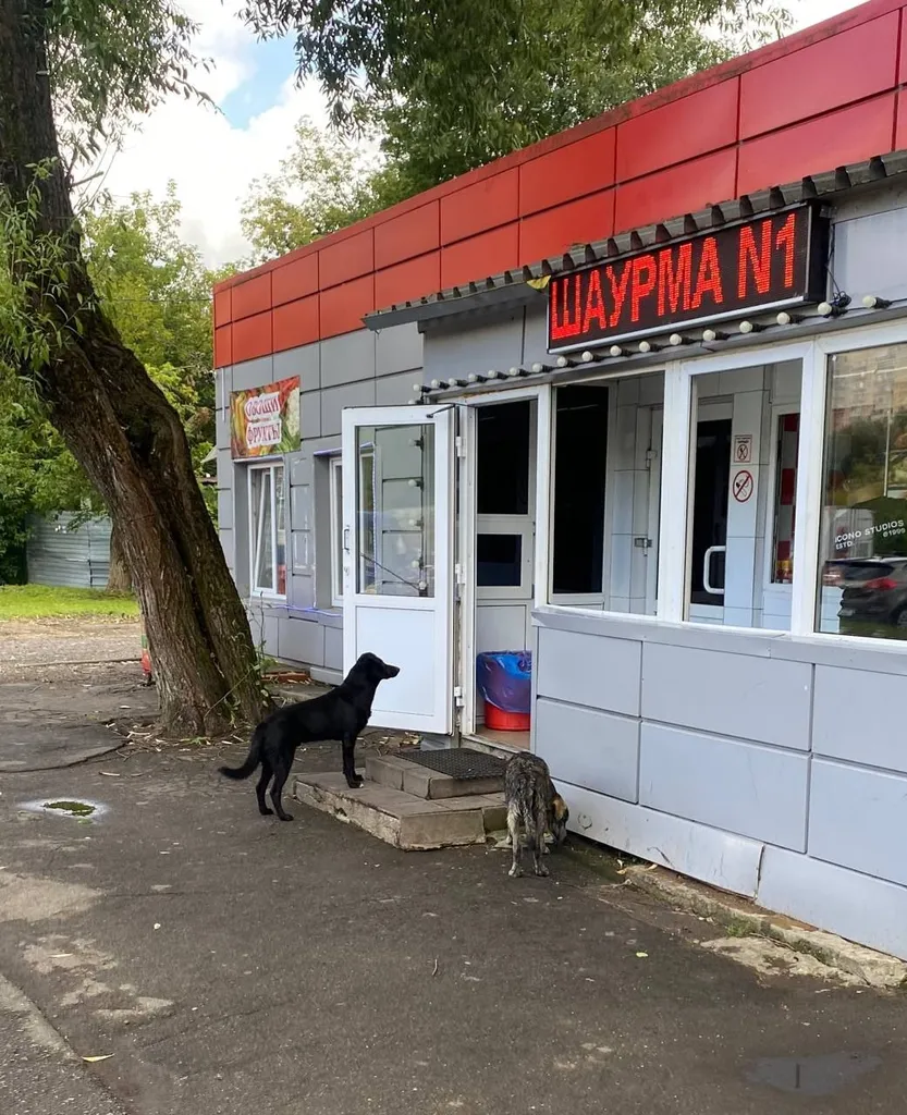 Найдена собака, дворняжка — город Хлебниково — фото для опознания, база потерянных питомцев Pathfinder