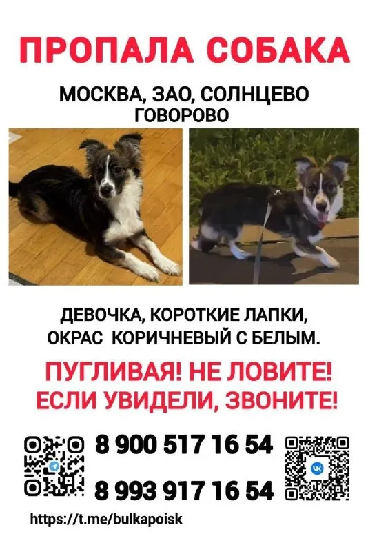 Пропала собака в Москве — фото для опознания, база потерянных питомцев Pathfinder