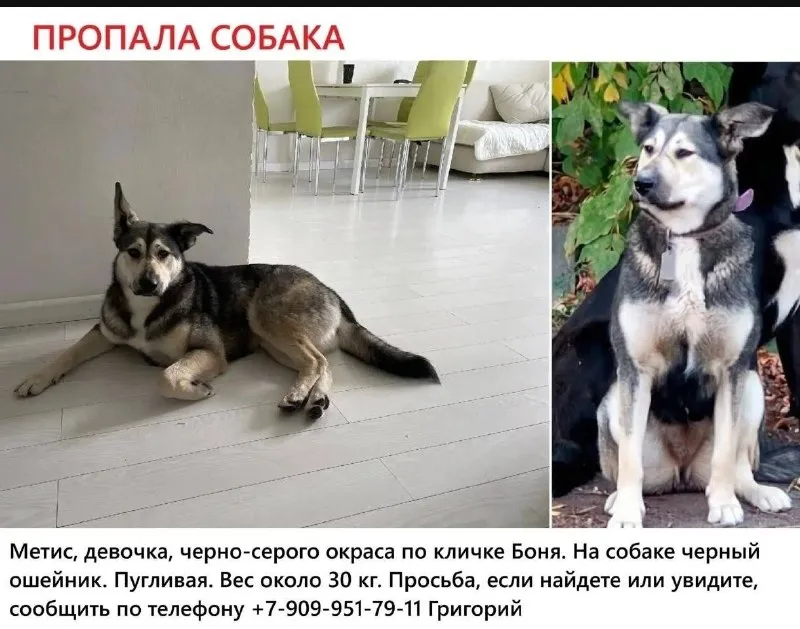 Пропала собака в Балашихе — фото для опознания, база потерянных питомцев Pathfinder