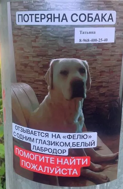 Пропала собака, лабрадор — город Щербинка — фото для опознания, база потерянных питомцев Pathfinder