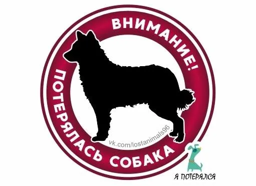 Пропала собака в Екатеринбурге — фото для опознания, база потерянных питомцев Pathfinder