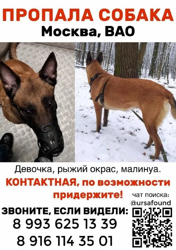 Пропала собака, малинуа в Балашихе — фото для опознания, база потерянных питомцев Pathfinder