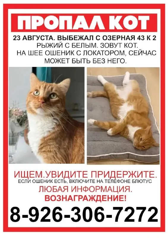 Пропала кошка — город Первомайское — фото для опознания, база потерянных питомцев Pathfinder