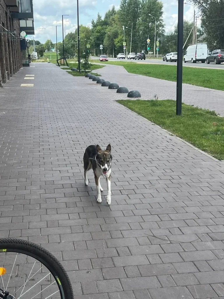 Найдена собака, дворняжка в Москве — фото для опознания, база потерянных питомцев Pathfinder