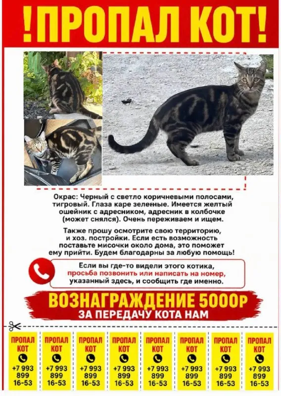 Пропала кошка, метис бенгала — город Одинцово — фото для опознания, база потерянных питомцев Pathfinder
