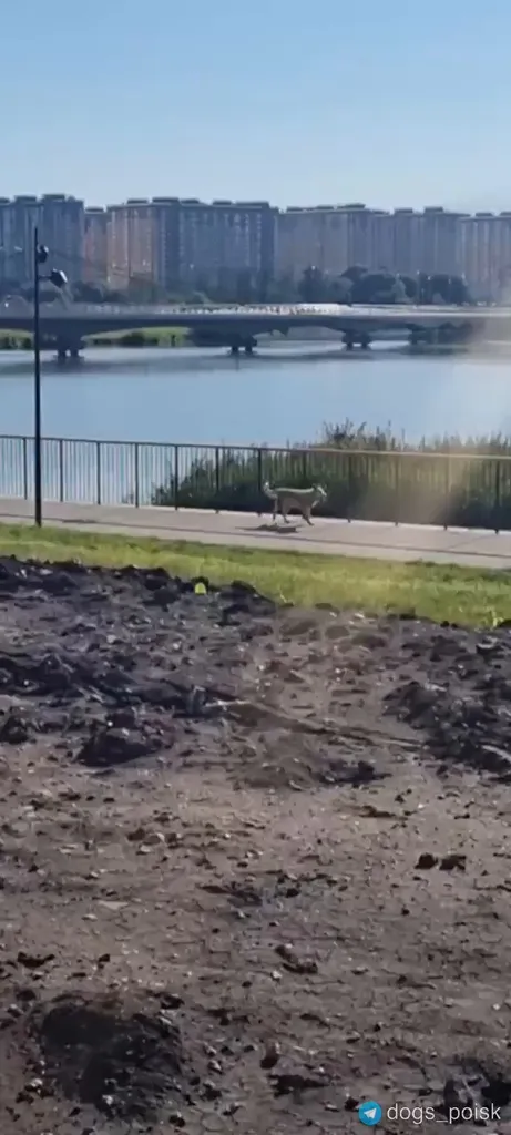 Найдена собака, дворняжка в Москве — фото для опознания, база потерянных питомцев Pathfinder