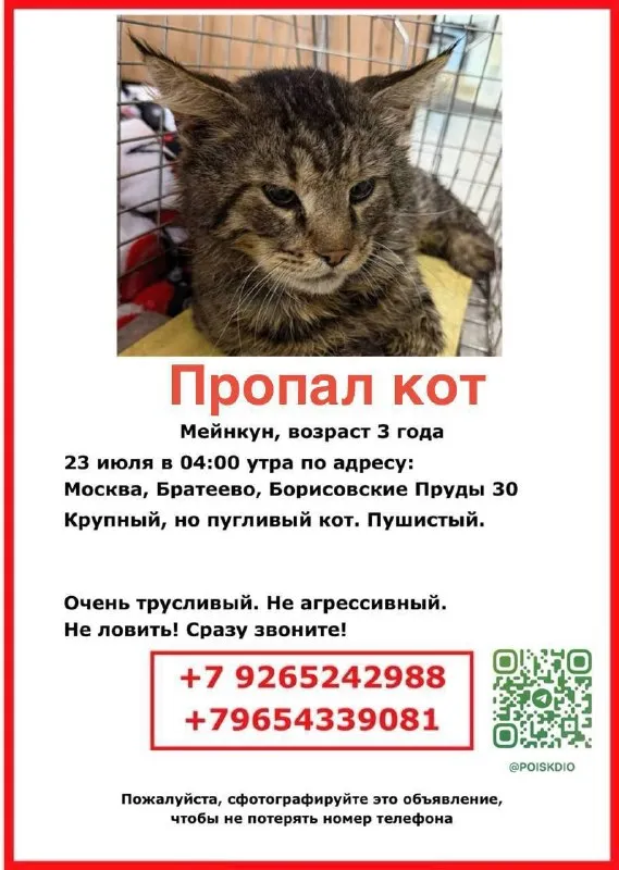 Пропала кошка, мейн-кун в Москве — фото для опознания, база потерянных питомцев Pathfinder