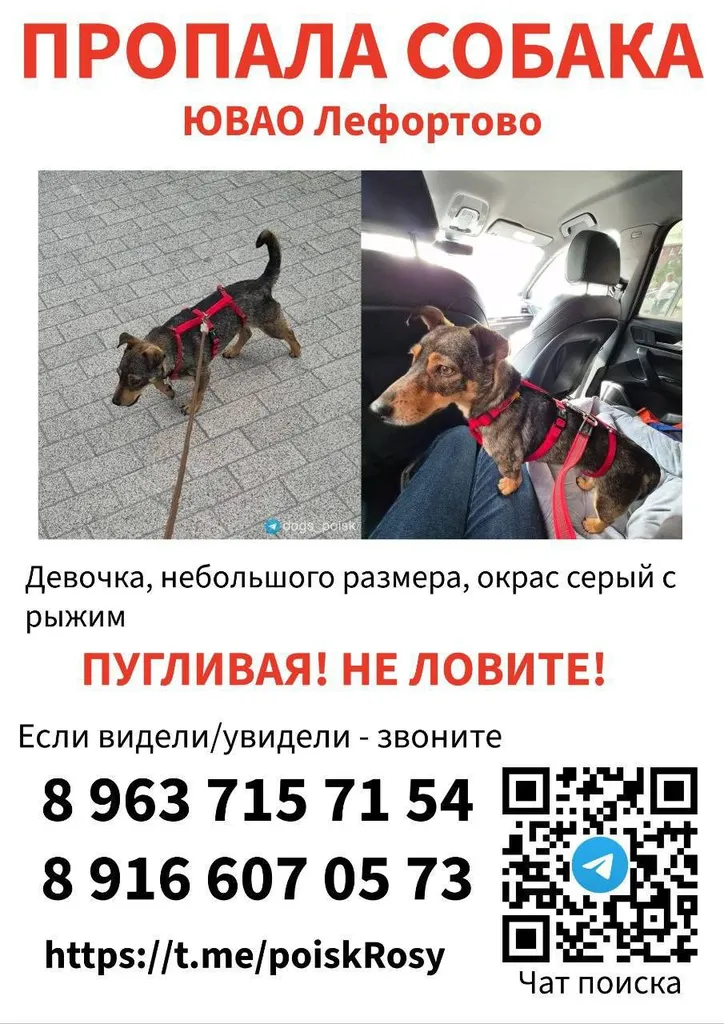 Пропала собака, дворняжка в Москве — фото для опознания, база потерянных питомцев Pathfinder