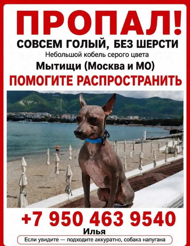 Пропала собака — город Мытищи — фото для опознания, база потерянных питомцев Pathfinder