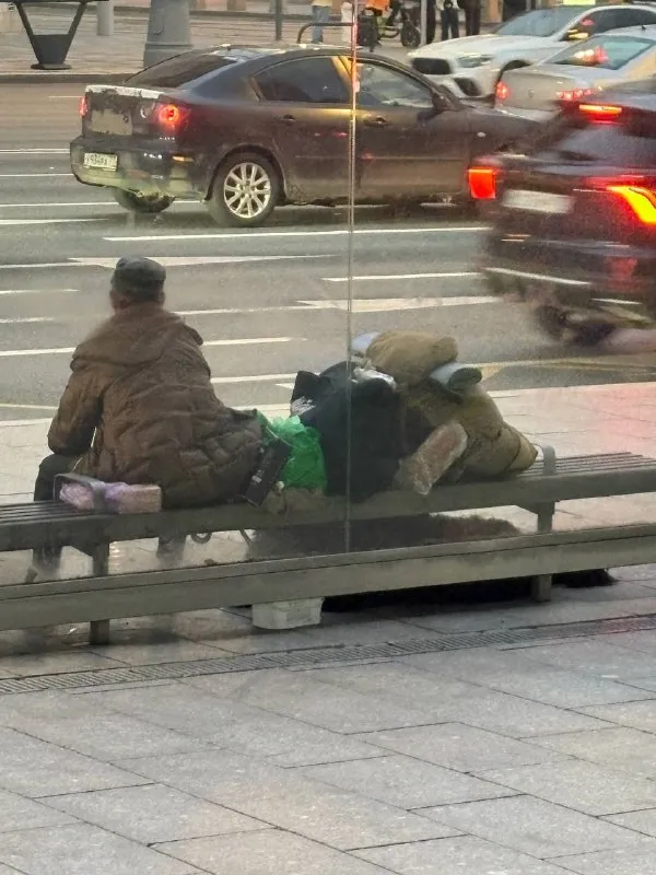 Найдена собака, тибетский мастиф в Москве — фото для опознания, база потерянных питомцев Pathfinder