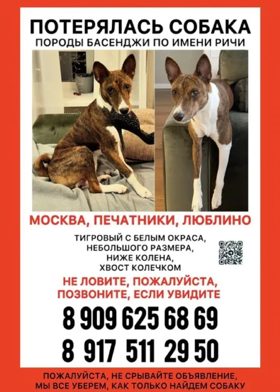 Пропала собака, басенджи в Москве — фото для опознания, база потерянных питомцев Pathfinder
