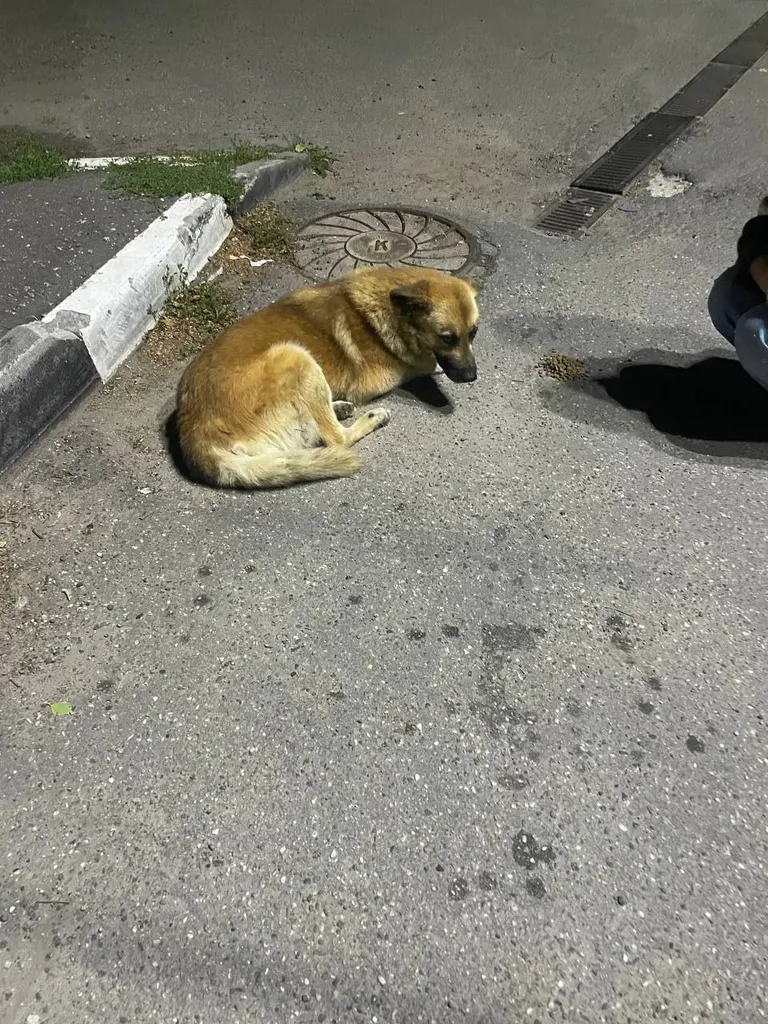 Найдена собака, дворняжка — город Подольск — фото для опознания, база потерянных питомцев Pathfinder