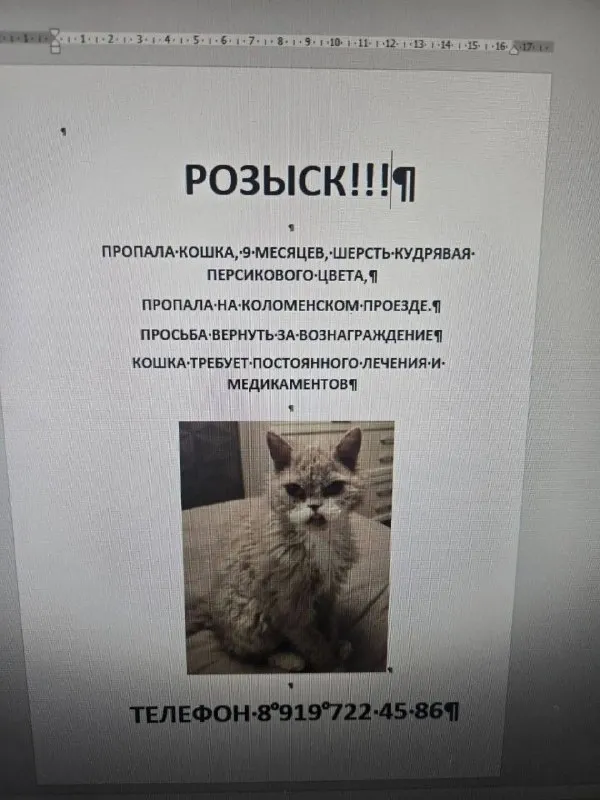Пропала кошка, селкирк рекс в Москве — фото для опознания, база потерянных питомцев Pathfinder