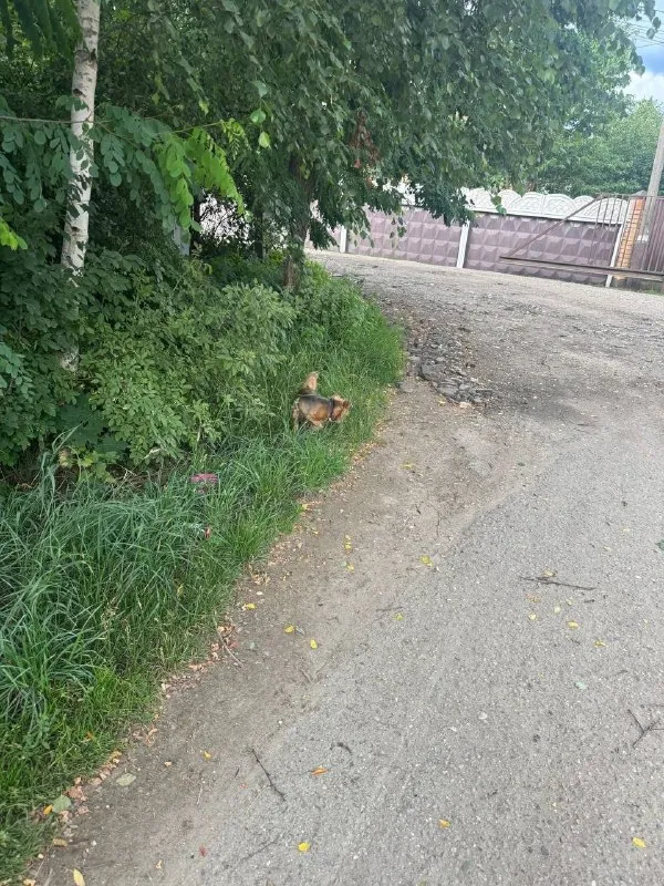 Найдена собака, йорк — город Раменский район — фото для опознания, база потерянных питомцев Pathfinder