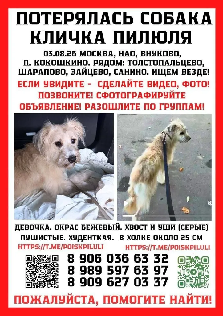 Пропала собака, дворняжка (метис) в Москве — фото для опознания, база потерянных питомцев Pathfinder