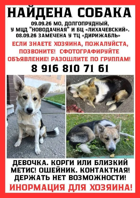 Найдена собака, метис — город Долгопрудный — фото для опознания, база потерянных питомцев Pathfinder