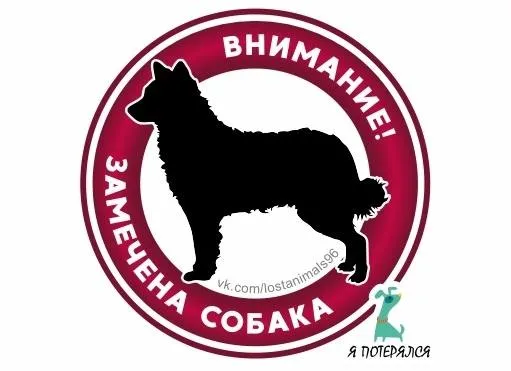Найдена собака, миттельшнауцер в Екатеринбурге — фото для опознания, база потерянных питомцев Pathfinder