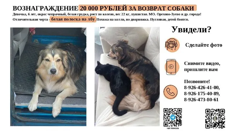 Пропала собака — город Орехово-Зуево — фото для опознания, база потерянных питомцев Pathfinder