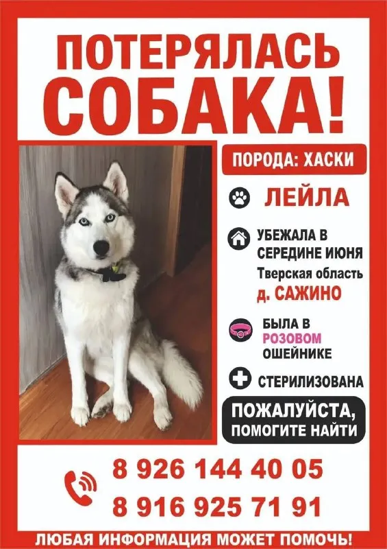 Пропала собака, хаски — город Сажино — фото для опознания, база потерянных питомцев Pathfinder