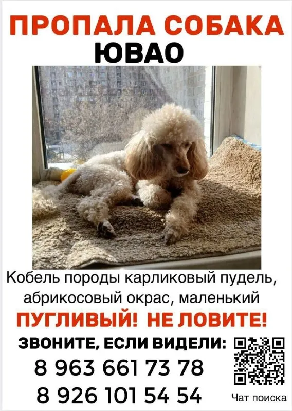 Пропала собака, карликовый пудель в Москве — фото для опознания, база потерянных питомцев Pathfinder