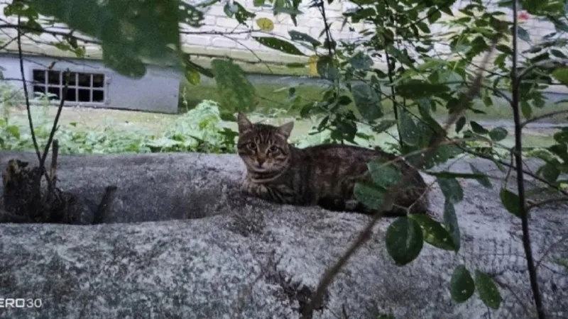 Найдена кошка в Екатеринбурге — фото для опознания, база потерянных питомцев Pathfinder