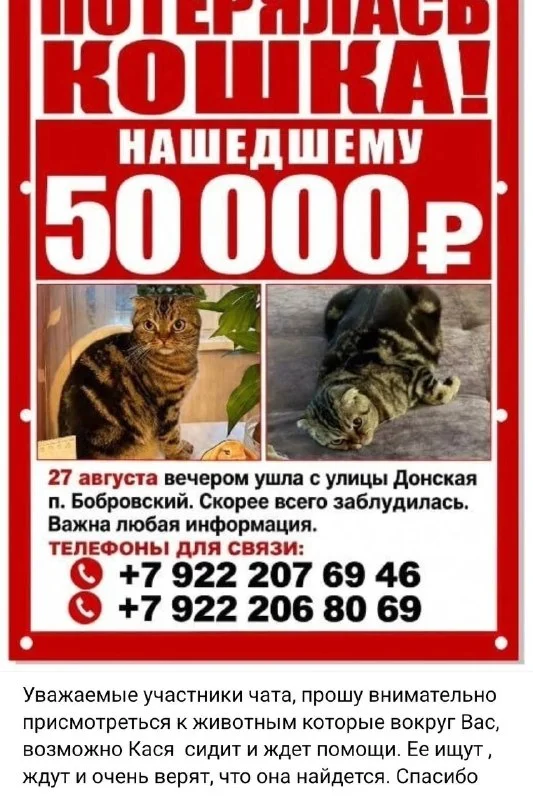 Пропала кошка — город Бобровский — фото для опознания, база потерянных питомцев Pathfinder