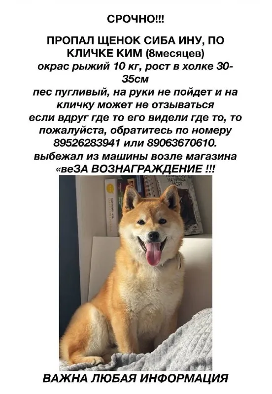 Пропала собака, сиба ину — город Звенигород — фото для опознания, база потерянных питомцев Pathfinder