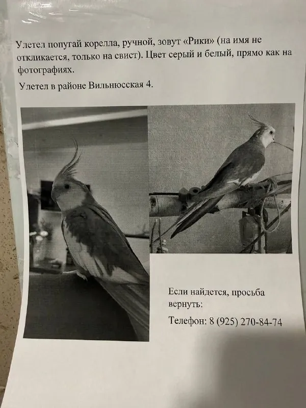 Пропал питомец, корелла в Москве — фото для опознания, база потерянных питомцев Pathfinder