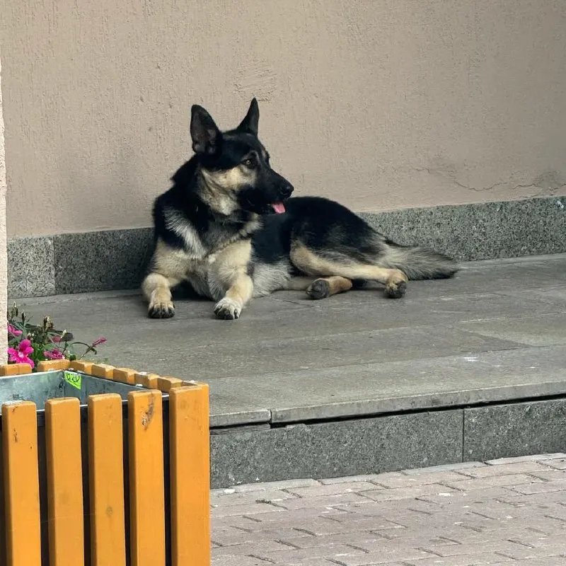 Найдена собака в Екатеринбурге — фото для опознания, база потерянных питомцев Pathfinder