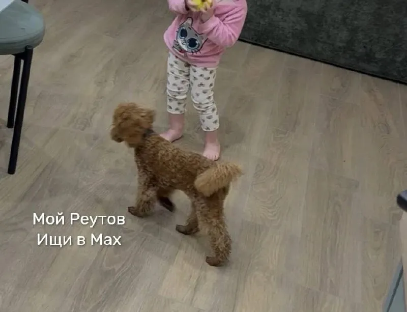 Пропала собака, пудель — город Реутов — фото для опознания, база потерянных питомцев Pathfinder