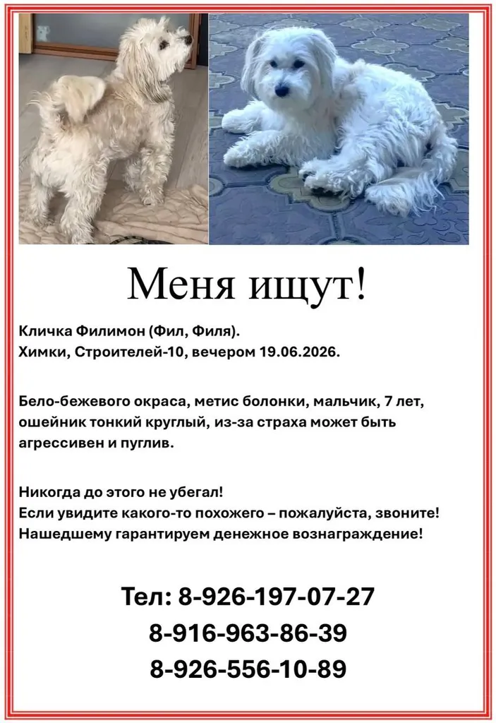 Пропала собака, метис — город Химки — фото для опознания, база потерянных питомцев Pathfinder