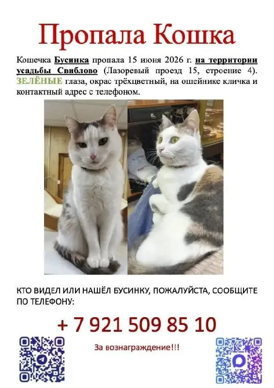 Пропала кошка в Москве — фото для опознания, база потерянных питомцев Pathfinder
