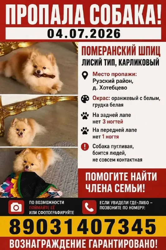 Пропала собака, померанский шпиц — город Хотебцево — фото для опознания, база потерянных питомцев Pathfinder