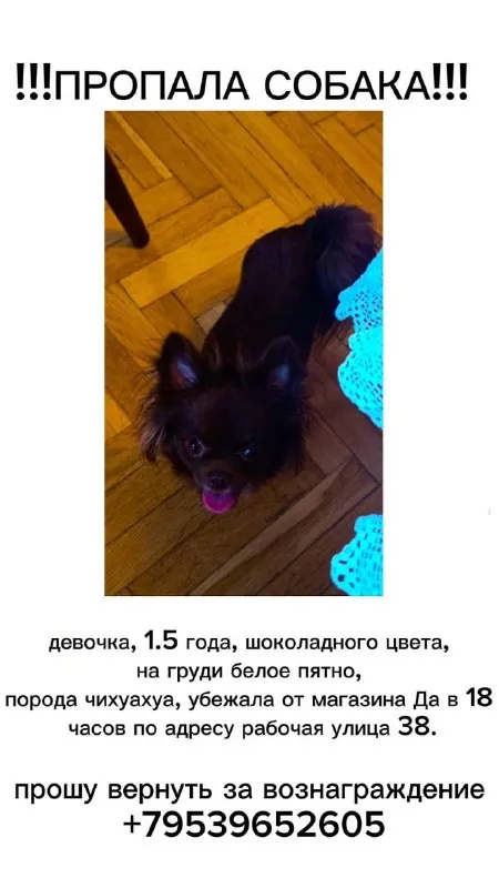 Пропала собака, чихуахуа в Москве — фото для опознания, база потерянных питомцев Pathfinder